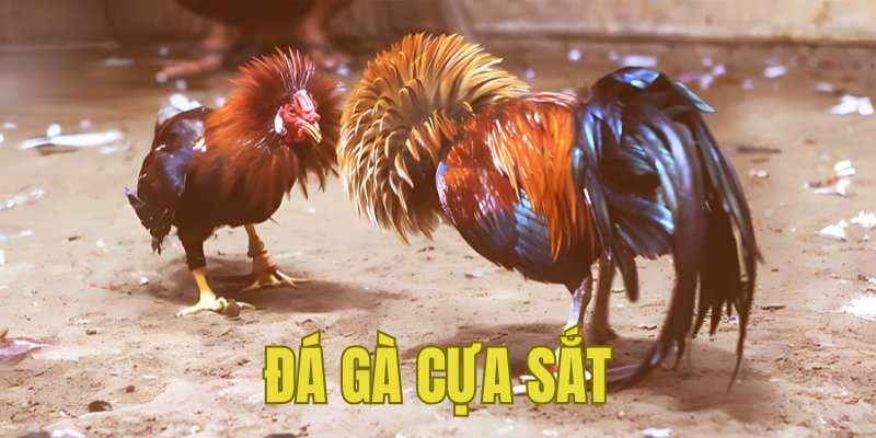 Banner www.toanmanhauto.com